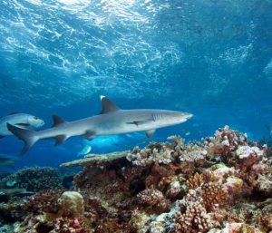 Read more about the article First Official Record Of Ovaprim® Spawning Hormone Application On Sharks